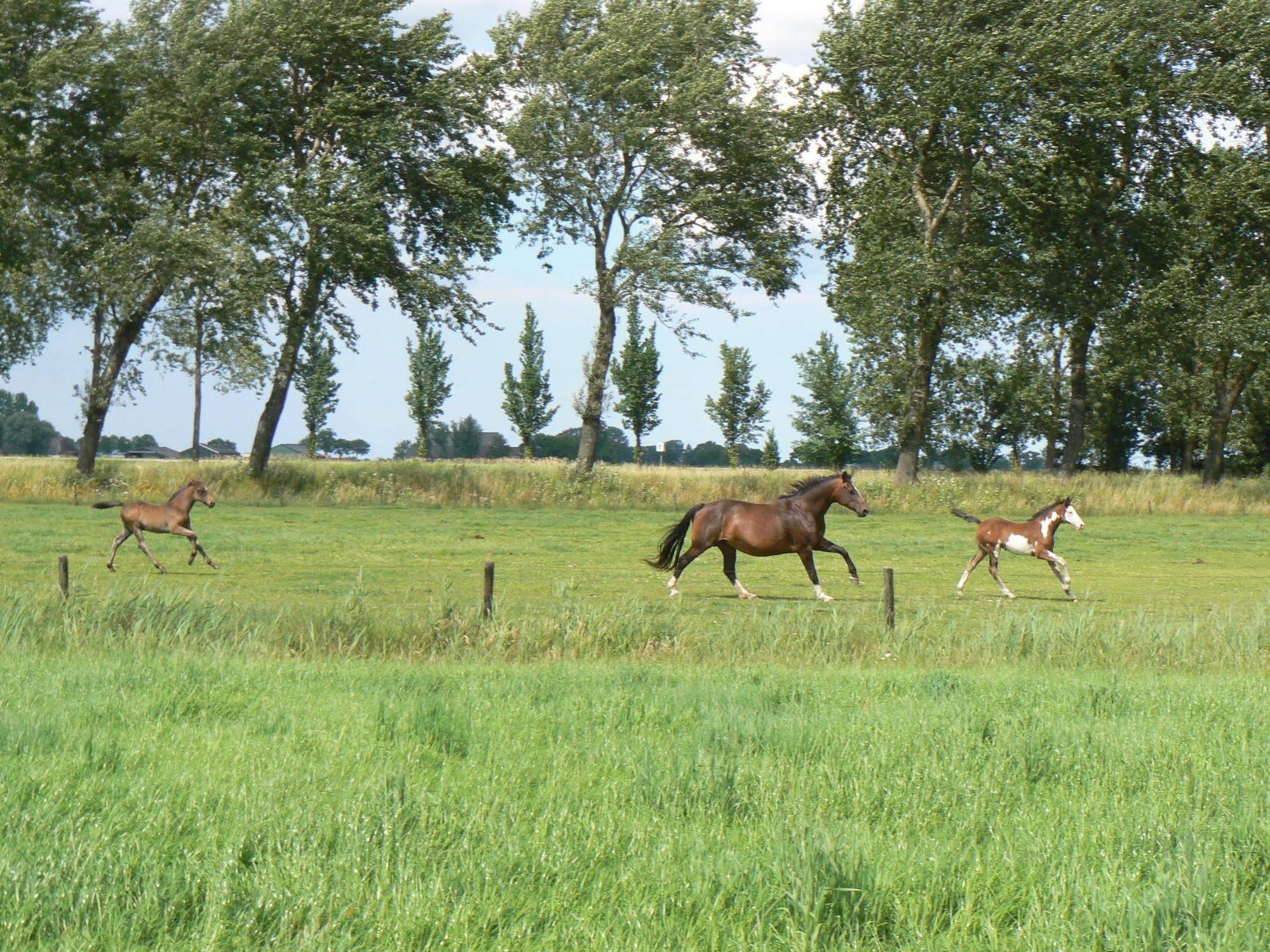 Groningen Buiten B&B Zuidhorn Exterior foto